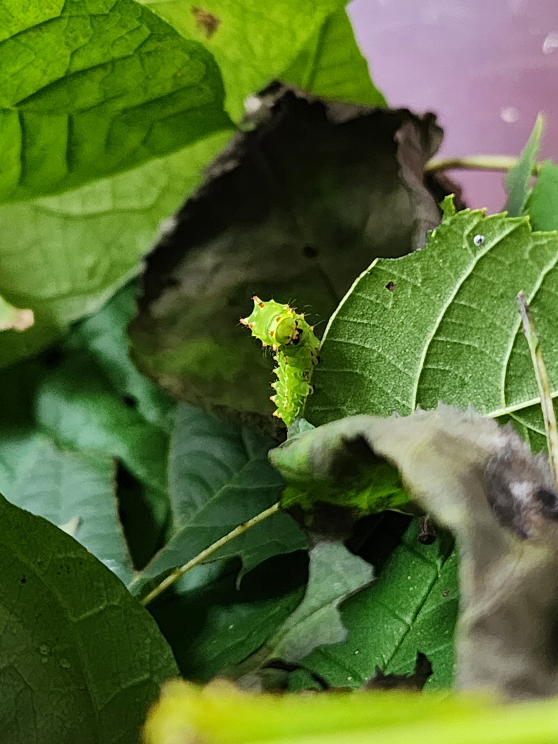 Luna Moths